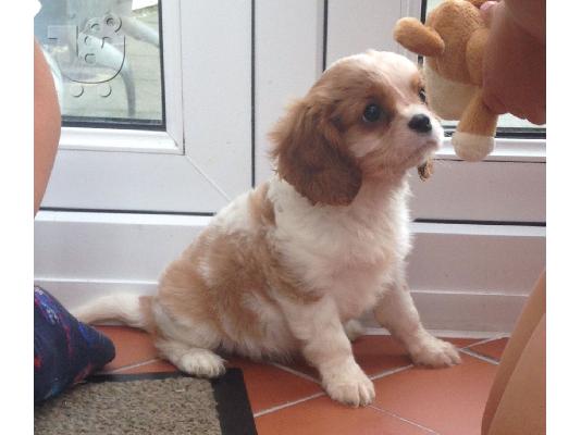 Κουτάβια Cavalier King Charles Spaniel.